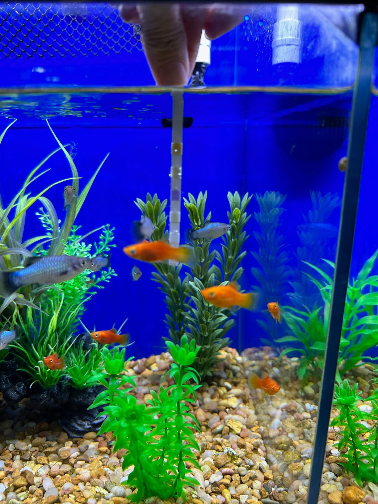 EASYTEST 8-Way Aquarium Test Strips with Ammonia, 50PCS Fish Tank Test Kit customer photo 2