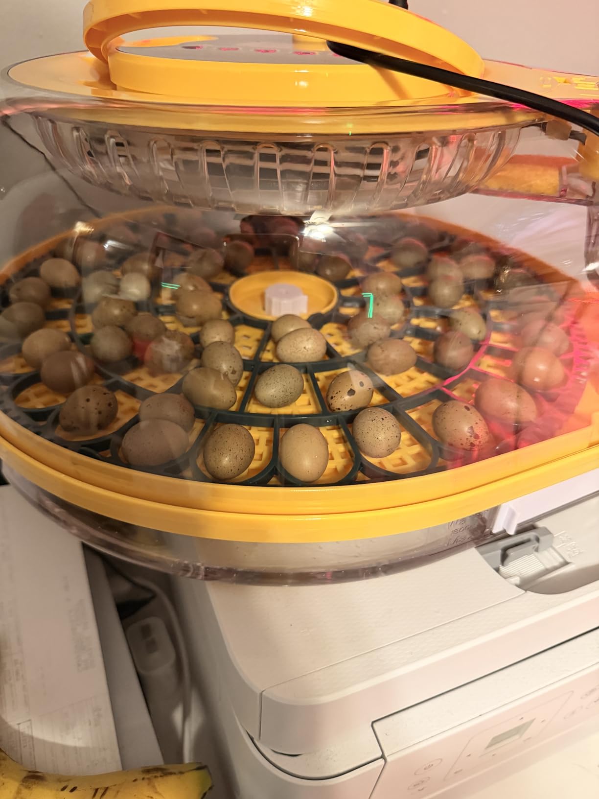 Incubators for Hatching Eggs, 56 Eggs Incubator with Egg Candler, Auto Egg Turner, Temp & Humidity Control, Hatch Day,360° Viewing for Chicken,Duck,Quail Eggs,Ideal for Farm,School and Lab,Blue&Yellow customer photo 2