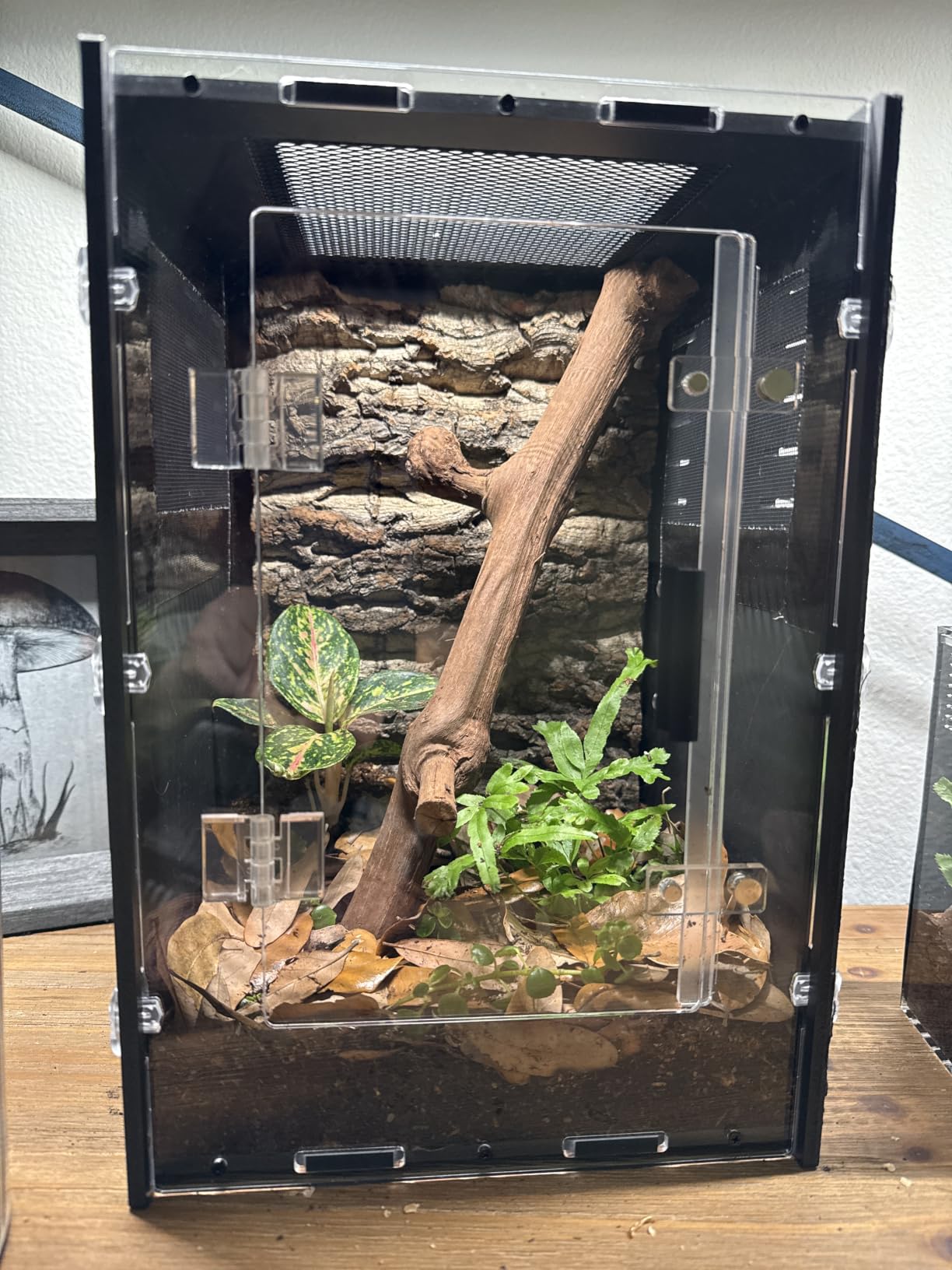 16x16x24 Black PVC Reptile Tank for Adult Reptiles, Front Opening customer photo 2