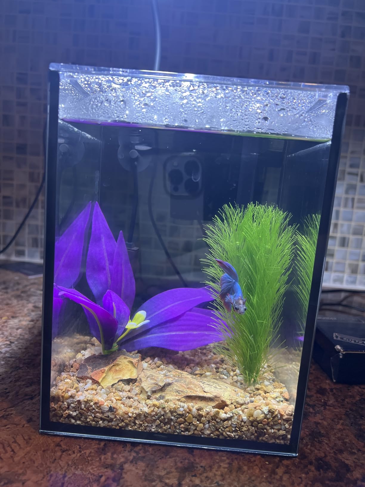 10 Gallon Fish Tank Set Glass Dark Background Aquarium Kit Starter Set customer photo 1